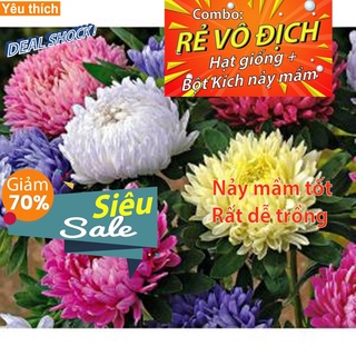 [DEAL SỐC] - Hạt giống hoa Cúc đà lạt nhiều màu 20 hạt - Tặng kích nảy mầm