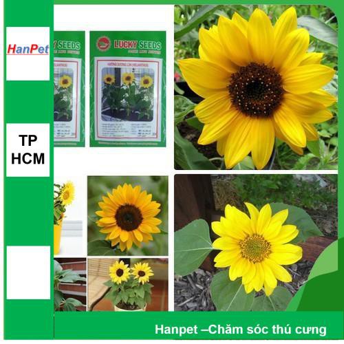 HCM- (HOA TRONG NHÀ) Hạt giống Hướng Dương Lùn - Thuần hóa Phù hợp khí hậu Việt Nam