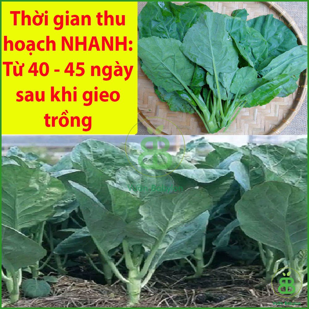 Hạt Giống Cải Rổ Mập (Cải Làn) 10Gr Siêu Ngọt