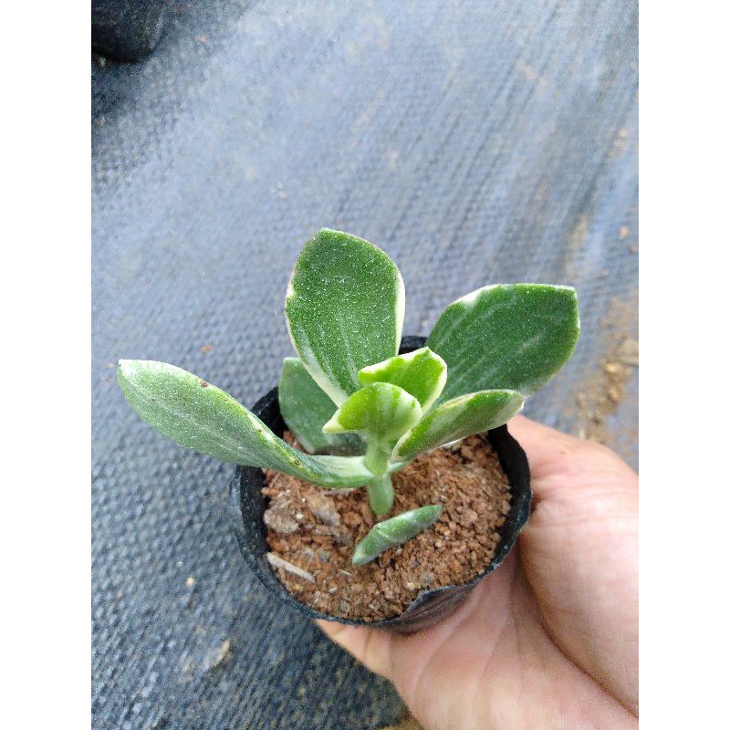 Sen thạch bích cẩm thạch