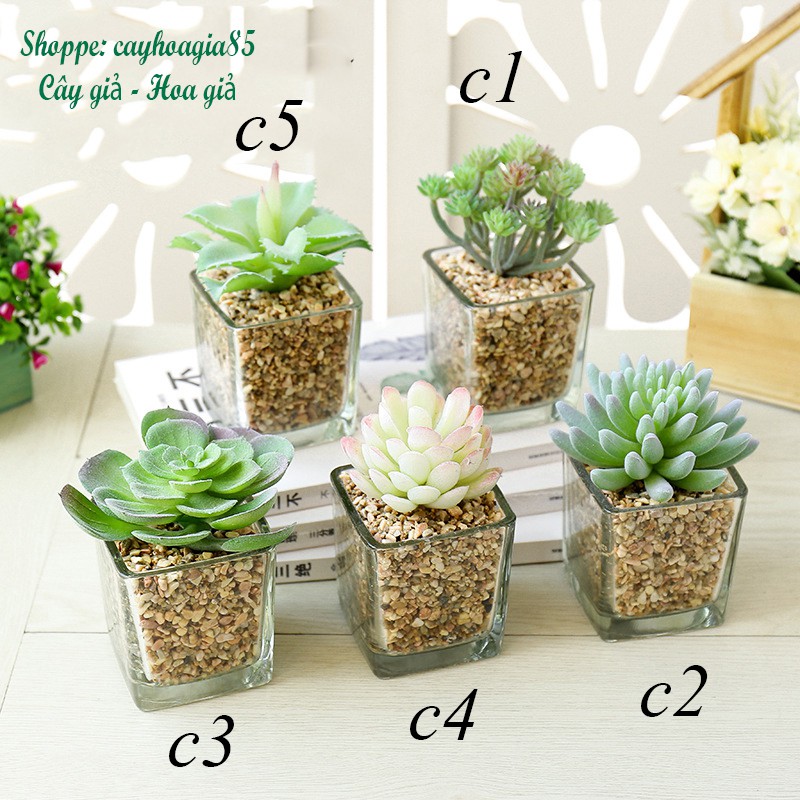 Cây giả - Chậu Sen đá Thủy Tinh phủ phấn (cả cây và chậu)