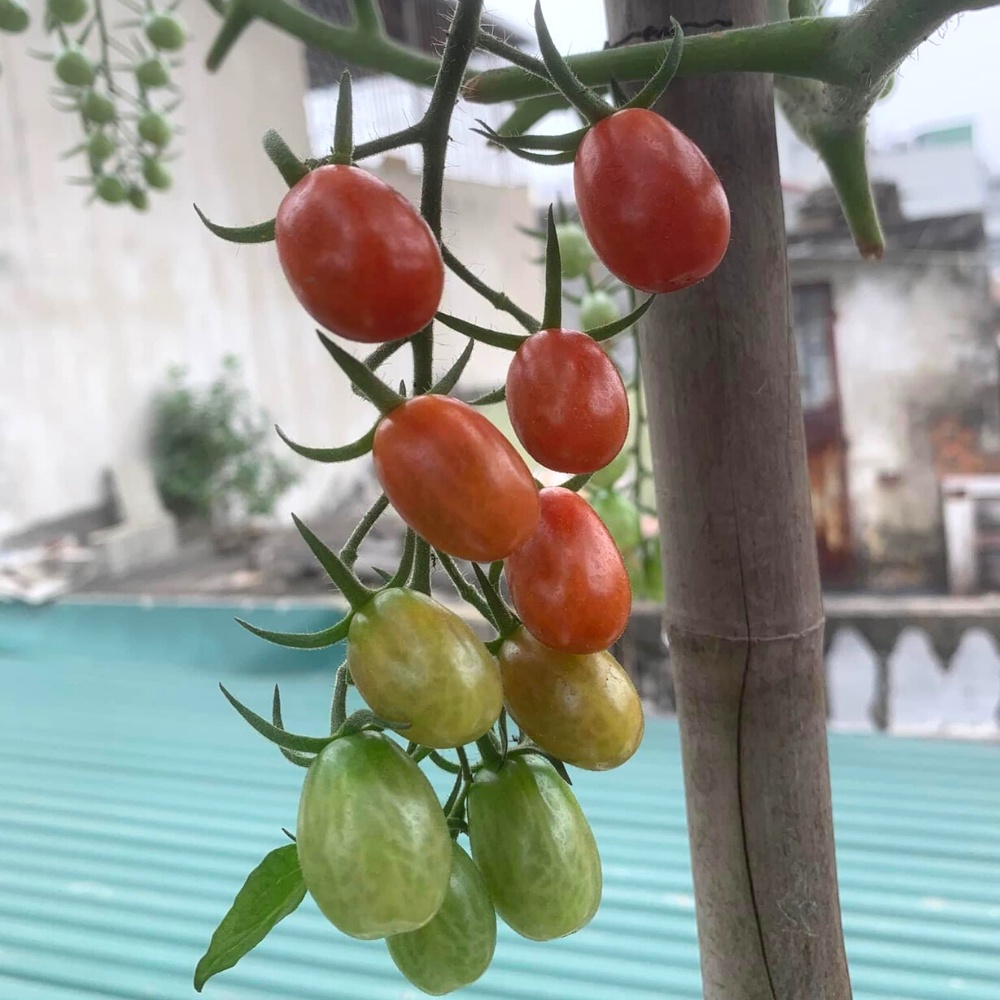 Hạt giống cà chua cherry đỏ chịu nhiệt