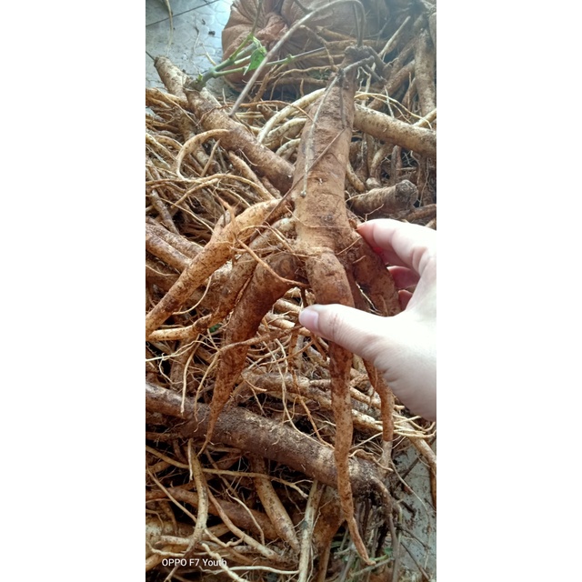 Sâm dây Ngọc Linh - Hàng 5 - 6 củ | 1kg