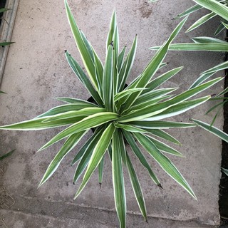 Cây cỏ lan chi, Cao 15cm bụi to khỏe lá viền trắng bắt mắt, sinh trưởng cực nhanh, thích hợp trang trí sân vườn