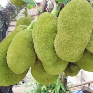 Cây giống mít thái