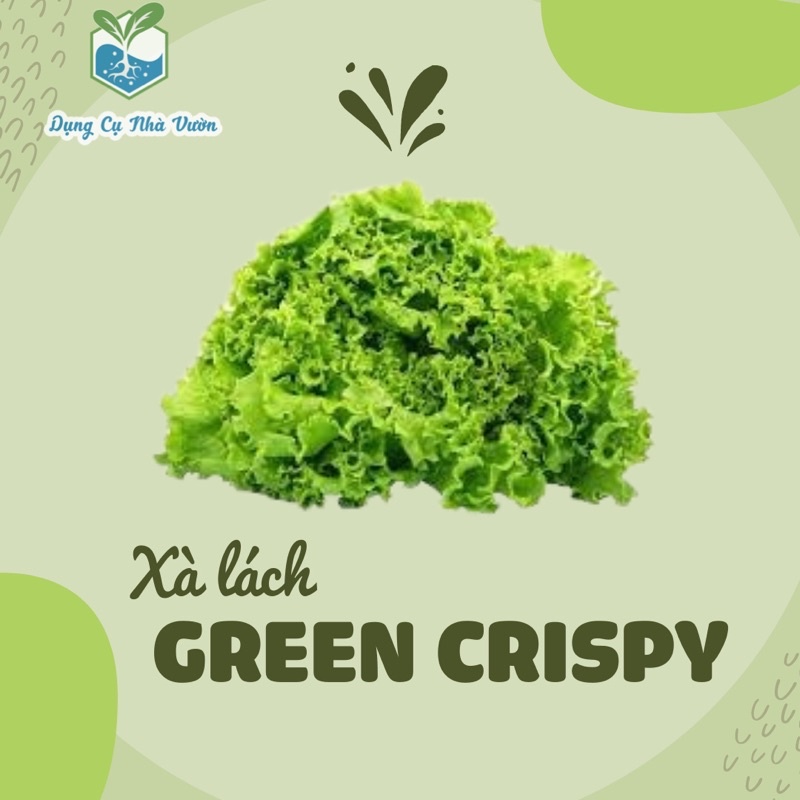 [Hạt giống Mỹ]  - Xà lách Green Crispy