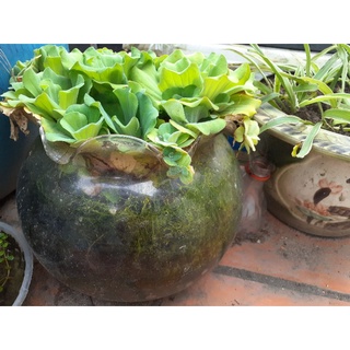 Bèo cái thủy sinh 5 bông