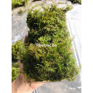 Rêu trác bá gắn lũa, đá chơi bán cạn