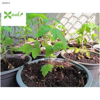 Hạt giống Mâm xôi đỏ (30 hạt) (Phúc bồn tử)