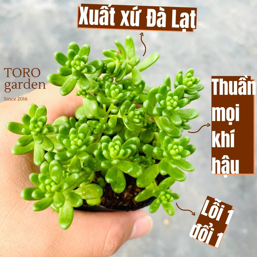 SEN ĐÁ SEDUM KẸO ĐÀ LẠT SIZE BÉ, SIÊU KHOẺ ĐẸP, THUẦN MỌI KHÍ HẬU, HƯ 1 ĐỔI 1