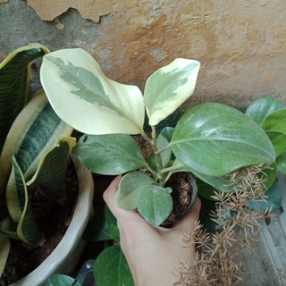 Cây trường sinh xanh, cẩm thạch