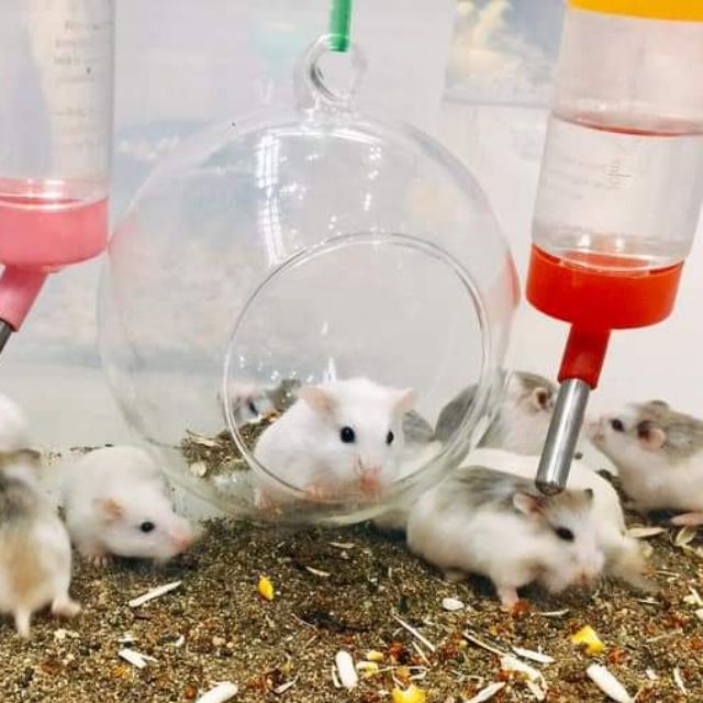 Nhà ngủ quả cầu thủy tinh cho Hamster, Sóc Bay Úc, Sóc Bông, Sóc Đất, Sóc Chuột...