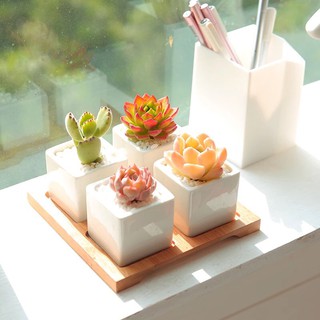 Set chậu sứ trắng để bàn [Tặng kèm khay gỗ]