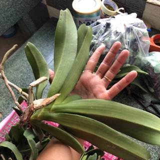 8 cây đai trâu thái, rừng lá xếp lỗi lá xíu