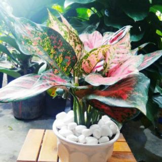 Vạn Lộc Chậu Sứ để bàn ( lớn )