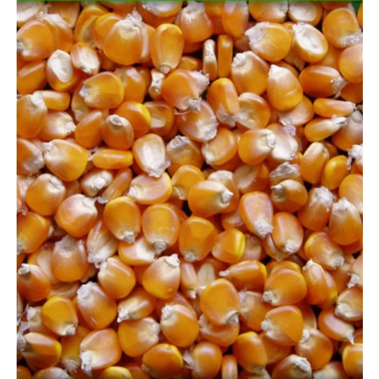 1 kg ngô hạt sấy khô  dùng làm thức ăn cho gà, vịt, cá