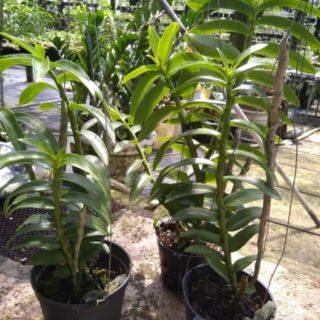 Phi điệp họng hồng 60-70 cm