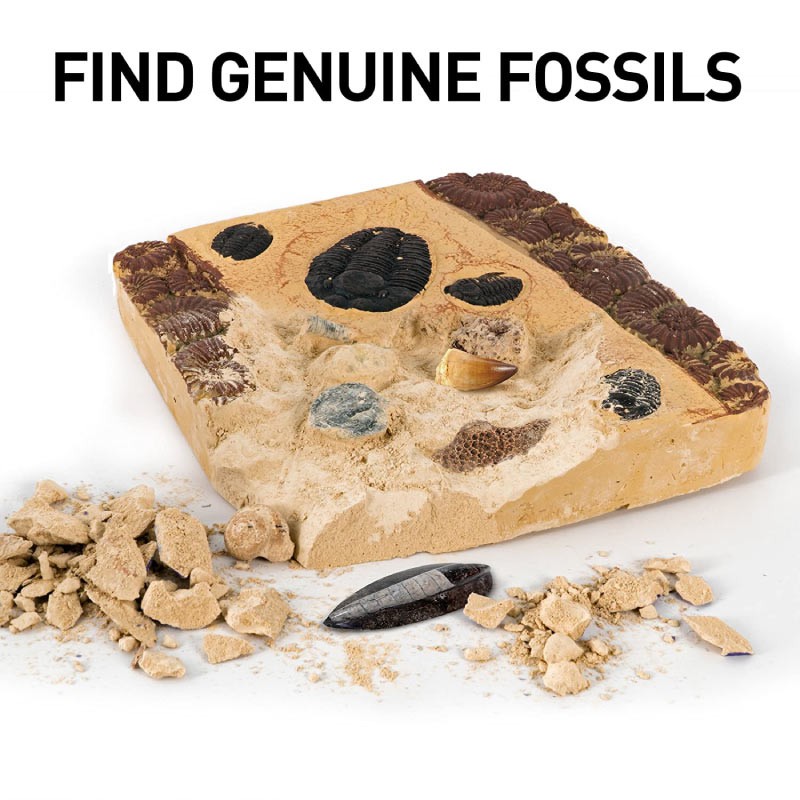 ĐỒ CHƠI KHẢO CỔ HỌC 15 HÓA THẠCH (NATIONAL GEOGRAPHIC MEGA FOSSIL DIG KIT) ĐỒ CHƠI THÍ NGHIỆM KHOA HỌC SÁNG TẠO CHO BÉ