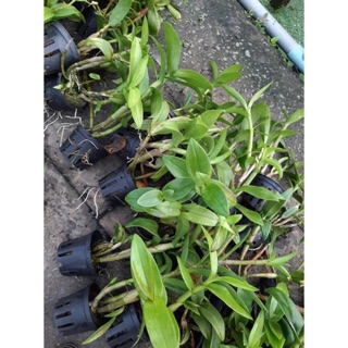 Lan Denro hàng dạt thanh lý ship từ 5 cây