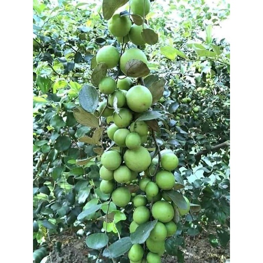 Cây Giống Táo Xanh Thái F1 Siêu Trái