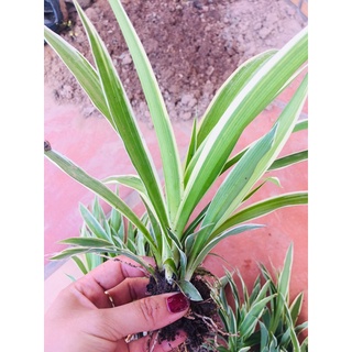 1 Cây cỏ nhện dễ trần