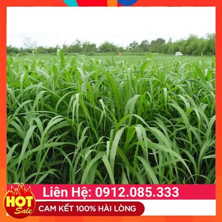 💕𝙛𝙧𝙚𝙚𝙨𝙝𝙞𝙥💕  Cỏ sả lá lớn ghine mombasa, hạ giống cỏ chăn nuôi gói 200g