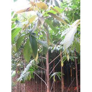 CÂY CHÒ CHỈ GIỐNG - CAM KẾT GIỐNG CHUẨN F1