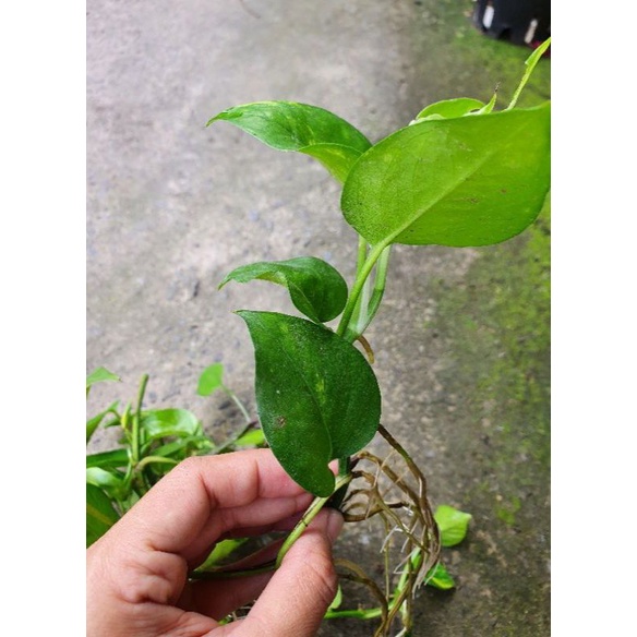 Cây thủy sinh các loại.
