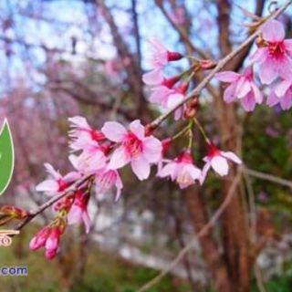 Cây giống mai anh đào