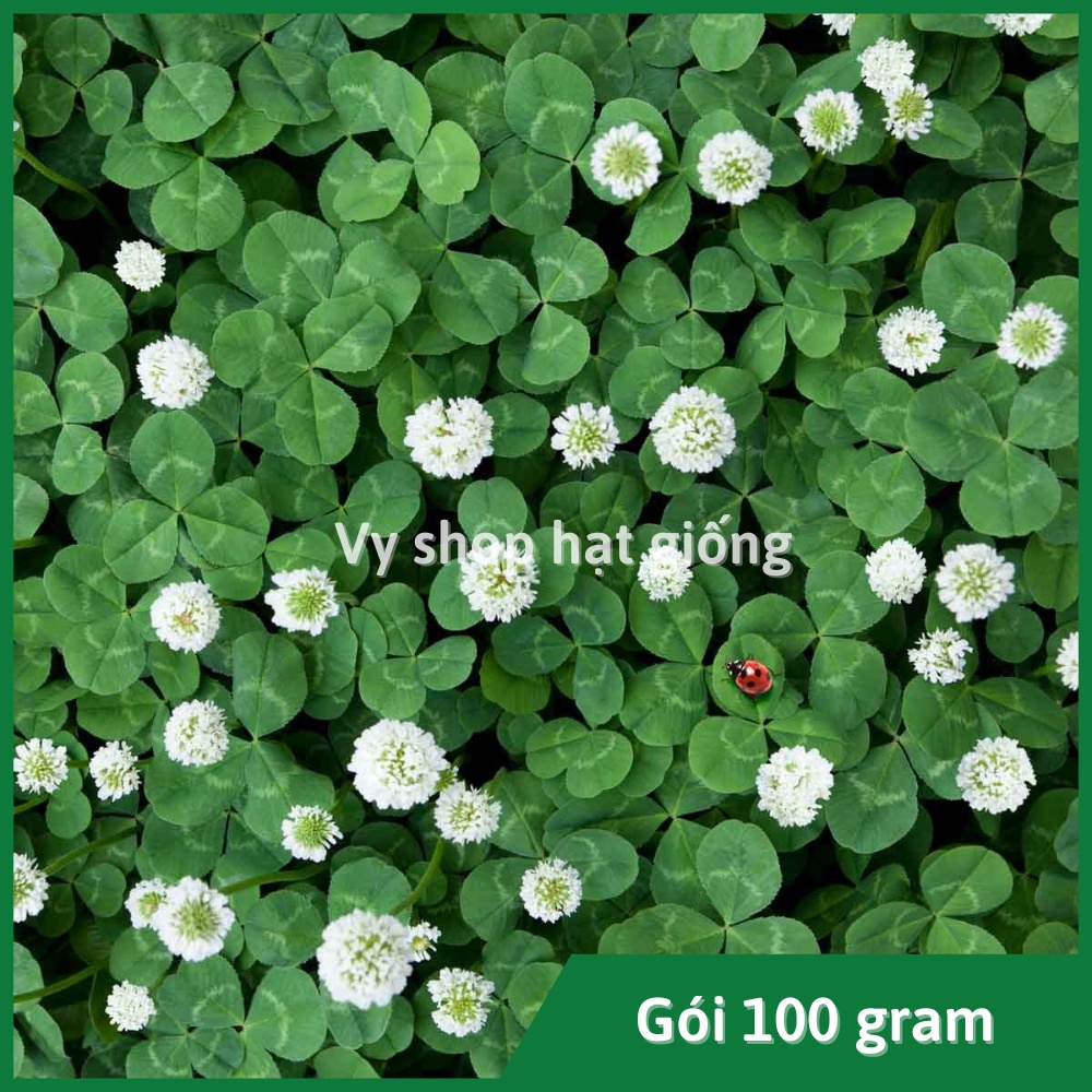 100gr hạt giống cỏ ba lá trắng (white clover) trồng thảm - khoảng 20.000 hạt