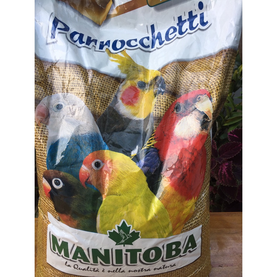 Hạt trộn cho vẹt nhỏ hàng ý Manitoba bị 1kg