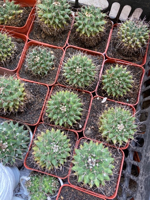 XƯƠNG RỒNG SẦU RIÊNG LỚN