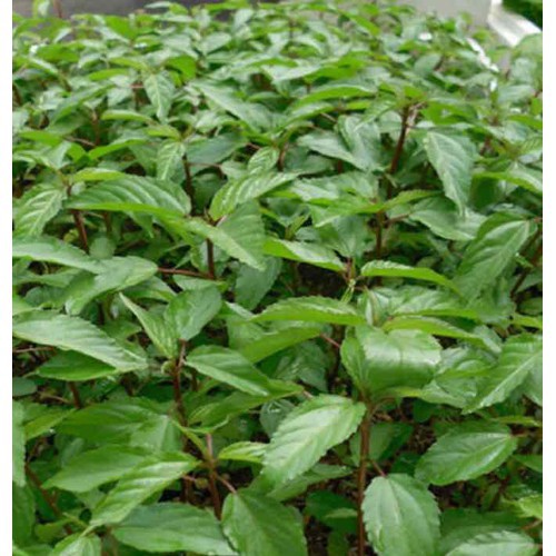 HẠT RAU ĐAY ĐỎ - GÓI 10 GRAM