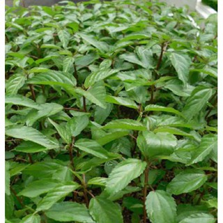 Hạt giống rau đay đỏ - gói 10 gram