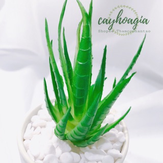 Cây Giả - Sen Đá SiLiCol Nha Đam