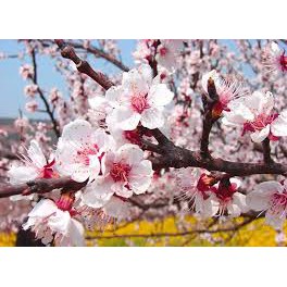 Hạt giống hoa mai trung quốc - tặng kèm 1 gói hạt giống ngẫu nhiên