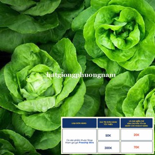 2GR - HẠT GIỐNG XÀ LÁCH BÚP MỠ (ĐĂM)