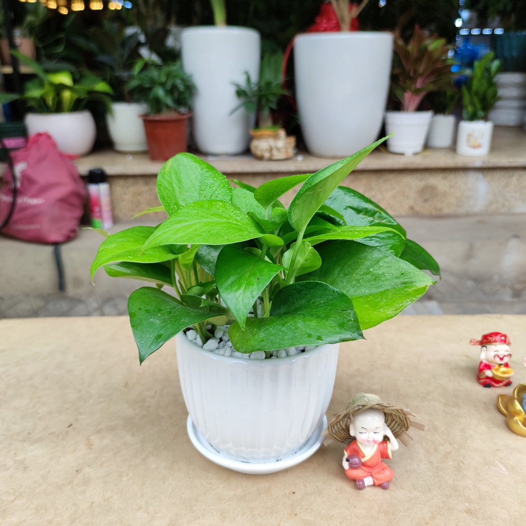 Vạn liên thanh đất (CÂY TRẦU BÀ) 3 loại màu khác nhau ,cây hút khí độc lọc không khí