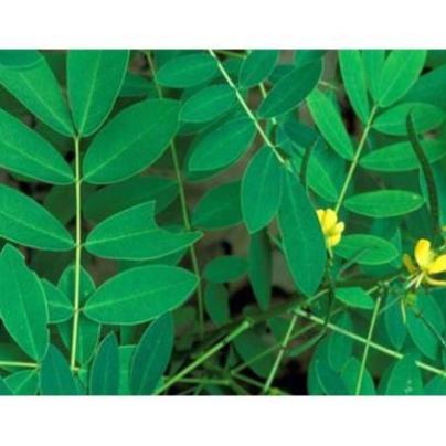 1kg Phan tả diệp sấy khô, hàng loại 1 xanh, thơm