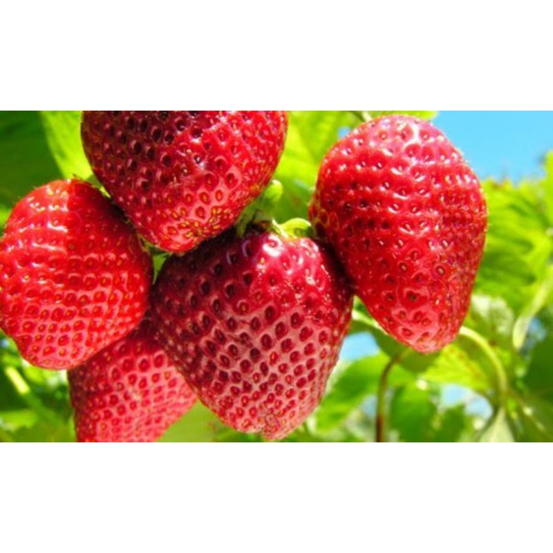 Cây Dâu Tây Amaou Nhật Bản Cấy Mô Combo x5 Cây Mô Ly