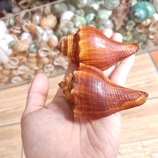 Vỏ ốc đùi gà 3 vỏ