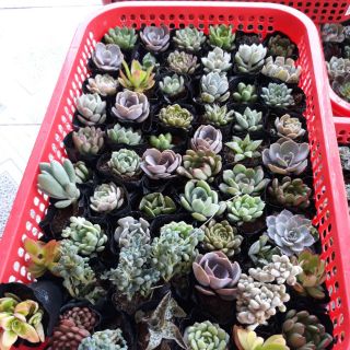 Combo sen đá (8k /1 cây rổ 50 cây) 400k đủ loại
