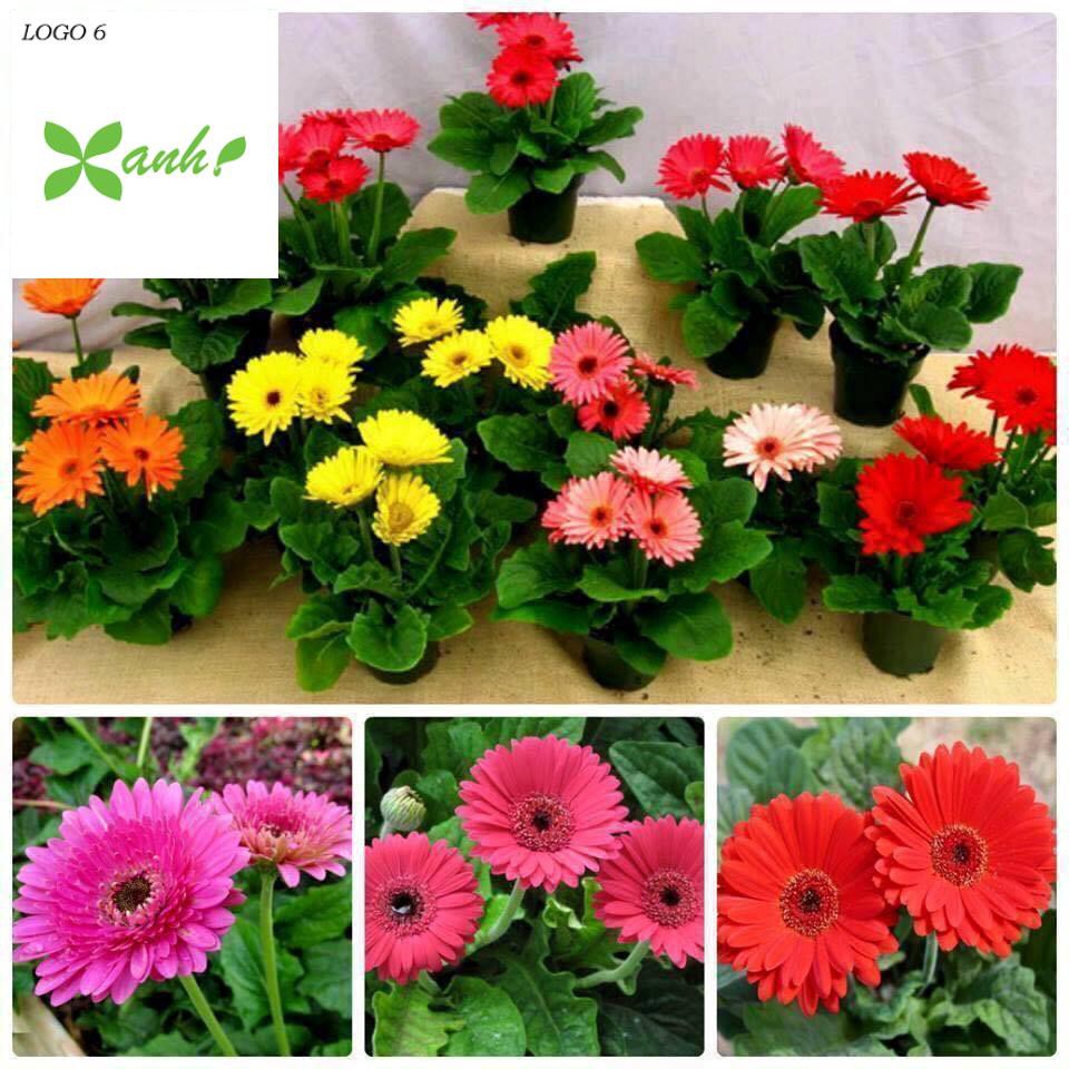 Gói 100 Hạt Giống Hoa Đồng Tiền Kép Lùn - Mix (Gerbera)