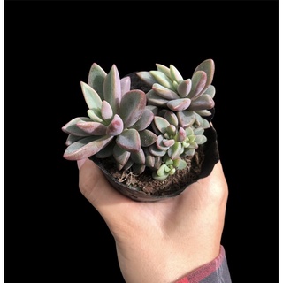 SEN ĐÁ GIỐNG MỚI ( Echeveria Manaudes)