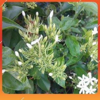 [BÁN CHẠY] CHẬU CÂY GIỐNG CÂY CHÈ VẰNG LÁ SẺ-CAM KẾT CHUẨN GIỐNG CHUẨN