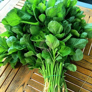Gói 10g hạt giống Rau Dền Cơm PN 08