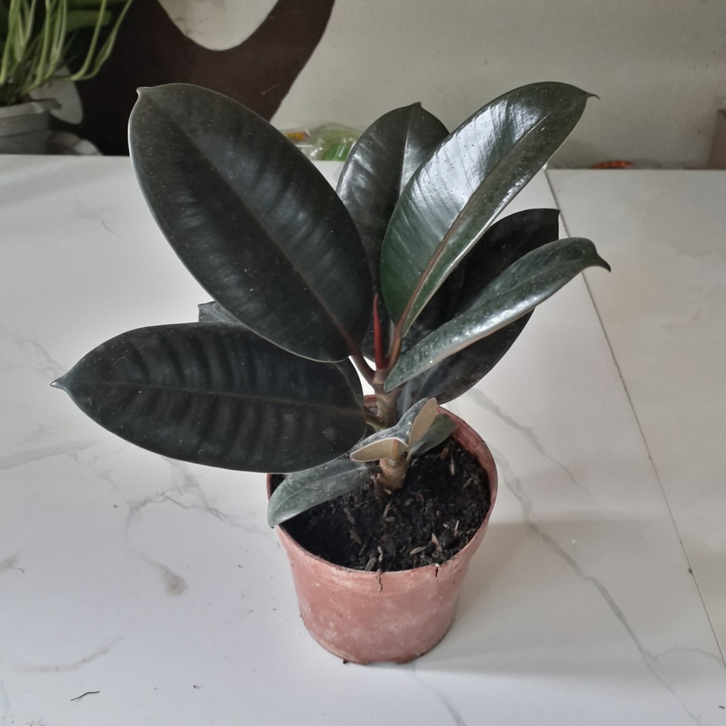 Cây Đa Búp Đỏ [ Sale ]