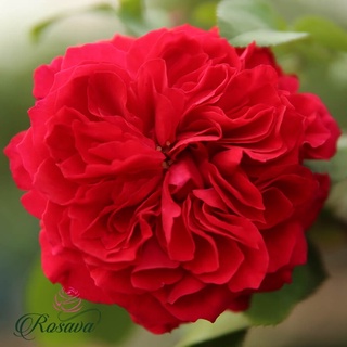 Hoa hồng Red Leonardo Da Vinci rose