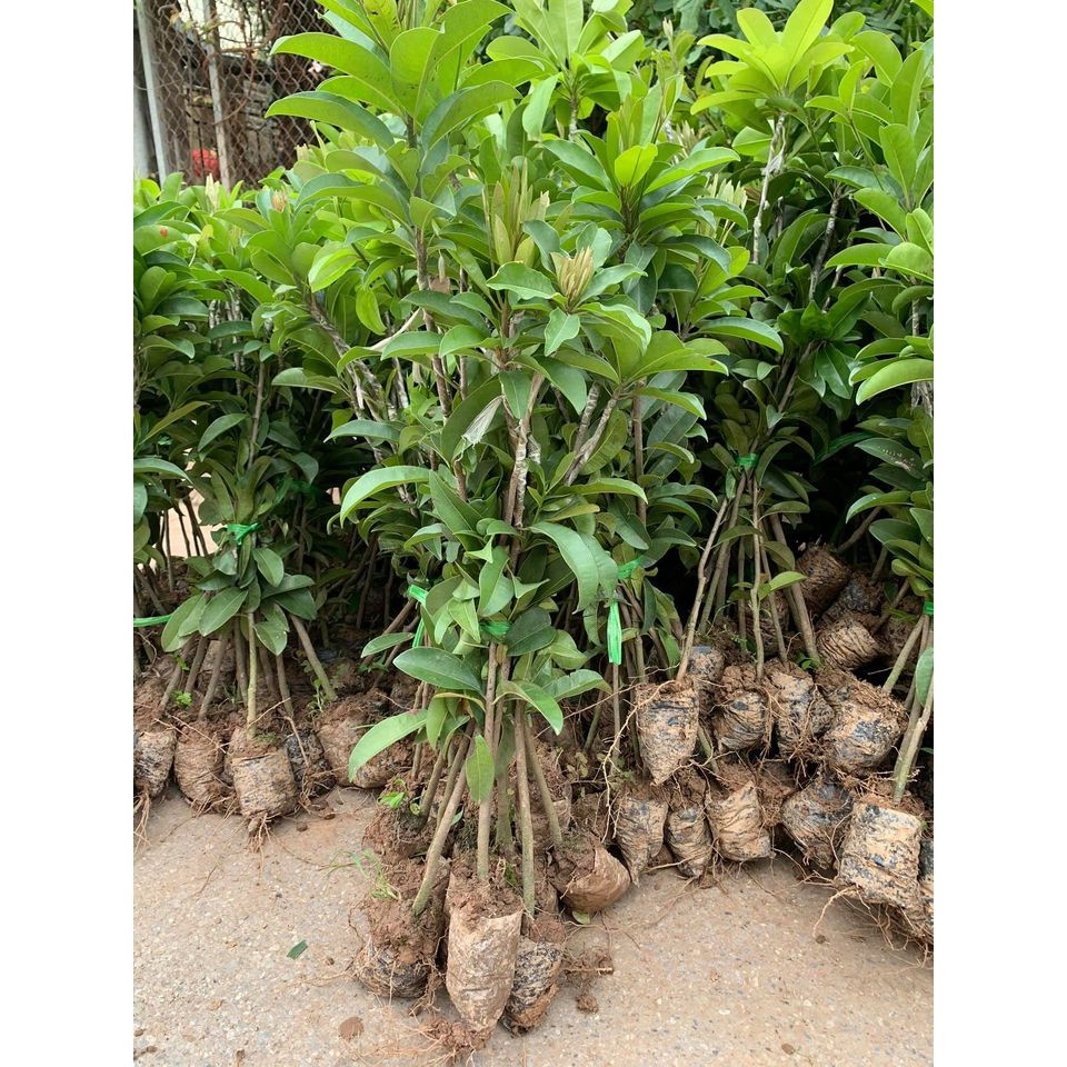 Cây hồng xiêm xoài cao 70cm ra trái siêu sớm sau 6 tháng.