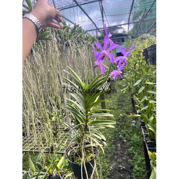 Mokara lai Vanda Màu Tím Huế Cho Hoa Quanh Năm